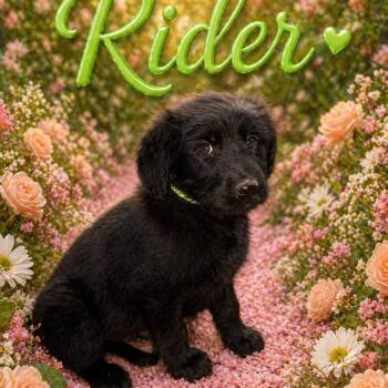 Standard Poodle and Black Labrador Retriever Dogs Available for Adoption in Hohenwald, Tennessee - Rider | PetCurious