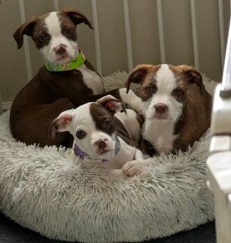 American Staffordshire Terrier and Terrier Dogs Available for Adoption - Rye | PetCurious
