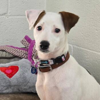 Jack Russell Terrier Dogs Available for Adoption in Buellton, California - Sadie | PetCurious