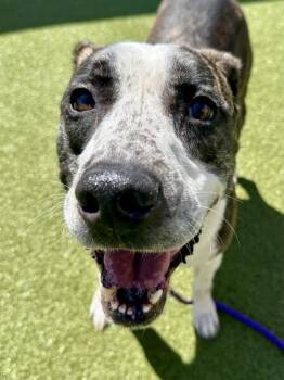 Mixed Breed Dogs Available for Adoption in Wichita, Kansas - Cyrus King | PetCurious