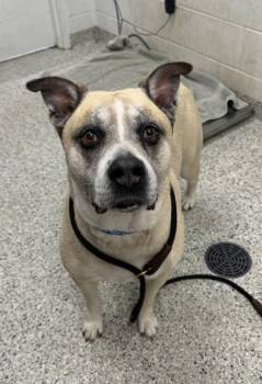 Rocky Road -  Mixed Breed Dog for Adoption in Kansas City, Missouri - Rocky Road | PetCurious