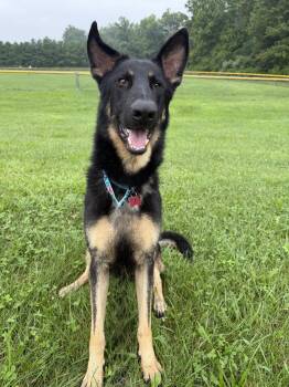 Berkeley -  German Shepherd Dog Dog for Adoption in Hazlet, New Jersey - Berkeley | PetCurious