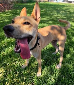Scooby -  Carolina Dog Dog for Adoption in St. George, Utah - Scooby | PetCurious
