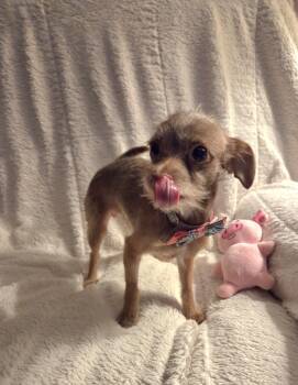 Brownie -  Chihuahua and Terrier Dog for Adoption in Oakdale, California - Brownie | PetCurious