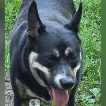 Stapleton Urgent Foster Needed -  Beagle and Shepherd Dog for Adoption in Minneapolis, Minnesota - Stapleton Urgent Foster Needed | PetCurious