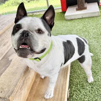 Sparky -  American Bulldog and Pit Bull Terrier Dog for Adoption in Eatontown, New Jersey - Sparky | PetCurious