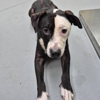 06/27/2026-Stray-StFrancisAvenue-3 -  Mixed Breed Dog for Adoption in Columbus, Georgia - 06/27/2026-Stray-StFrancisAvenue-3 | PetCurious