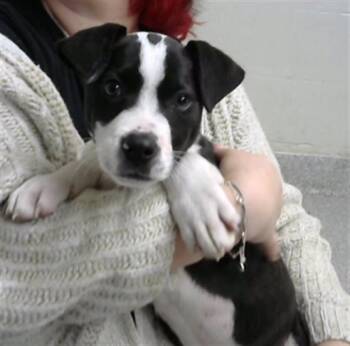 Pit Bull Terrier Dogs Available for Adoption - WILBUR | PetCurious