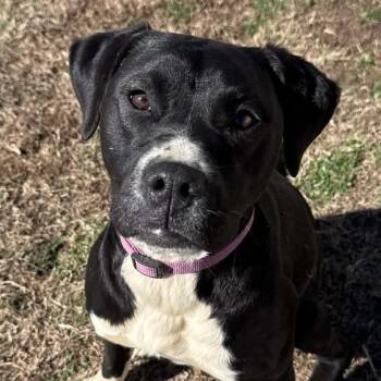 English Pointer and Labrador Retriever Dogs Available for Adoption in Andover, Massachusetts - Koa | PetCurious