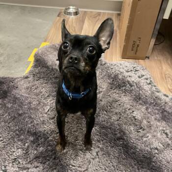 Mixed Breed Dogs Available for Adoption - Anubis | PetCurious