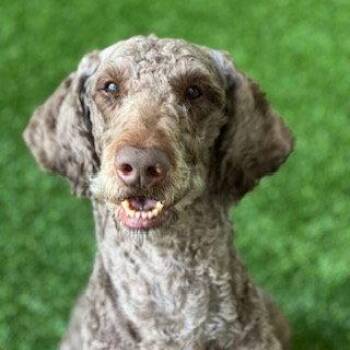 Labrador Retriever and Standard Poodle Dogs Available for Adoption in Burlingame, California - Morty The Senior! | PetCurious