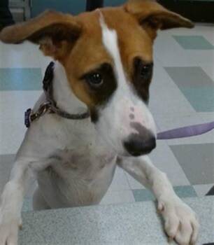 A479291 -  Terrier and Mixed Breed Dog for Adoption in Oklahoma City, Oklahoma - A479291 | PetCurious