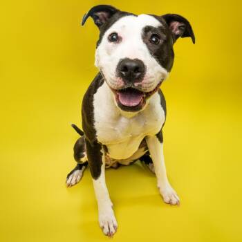 Rescue Pit Bull Terrier Dogs for Adoption in York, Pennsylvania - Memphis (aka Holly Fka Daria) | PetCurious