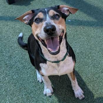 C-3PO -  Hound Dog for Adoption in Greensboro, North Carolina - C-3PO | PetCurious