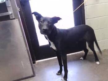 Labrador Retriever and Pit Bull Terrier Dogs Available for Adoption in Tulsa, Oklahoma - STIX | PetCurious