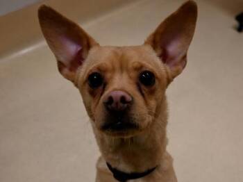 Chihuahua and Terrier Dogs Available for Adoption in Portland, Oregon - Ace | PetCurious