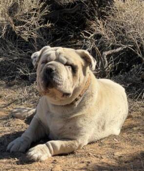 Rescue Shar Pei Dogs for Adoption in Thousand Oaks, California - Boltz -- URGENT! | PetCurious