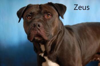 Rescue Pit Bull Terrier Dogs for Adoption in Mount Vernon, Ohio - Zeus | PetCurious