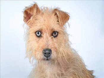 JOEY -  Cairn Terrier and Mixed Breed Dog for Adoption in Loveland, Colorado - JOEY | PetCurious