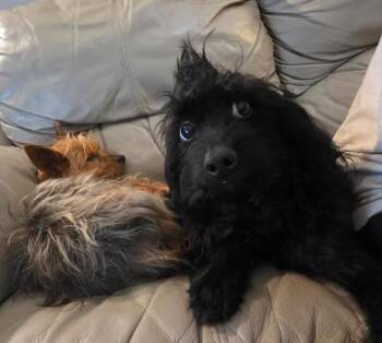 Poodle and Miniature Schnauzer Dogs Available for Adoption - Ozzy | PetCurious