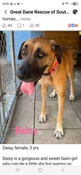 Daisy -  Great Dane Dog for Adoption in Jupiter, Florida - Daisy | PetCurious