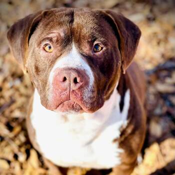 American Bully Dogs Available for Adoption - Bubba | PetCurious