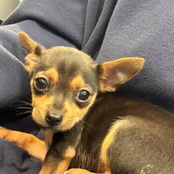 LVH-Stray-14818 -  Chihuahua Dog for Adoption in Allentown, Pennsylvania - LVH-Stray-14818 | PetCurious