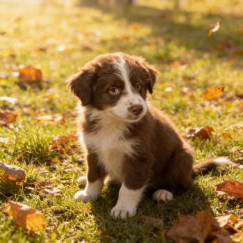 CLARK KENT -  Australian Shepherd and Border Collie Dog for Adoption in Chandler, Arizona - CLARK KENT | PetCurious