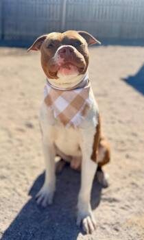 Mixed Breed Dogs Available for Adoption in Muskegon, Michigan - Pluto | PetCurious