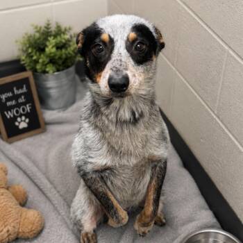 Bluey -  Australian Cattle Dog Blue Heeler and Corgi Dog for Adoption in Blairsville, Georgia - Bluey | PetCurious