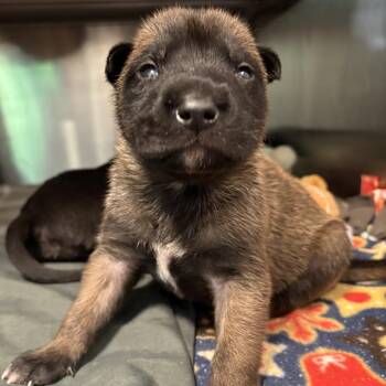 Belgian Shepherd Malinois Dogs Available for Adoption - River | PetCurious