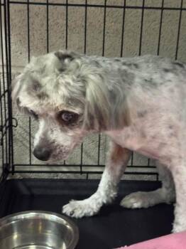 Vinny -  Shih Poo Dog for Adoption in Matthews, North Carolina - Vinny | PetCurious