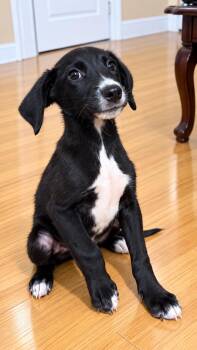 PAUL -  Mixed Breed Dog for Adoption in Harlingen, Texas - PAUL | PetCurious