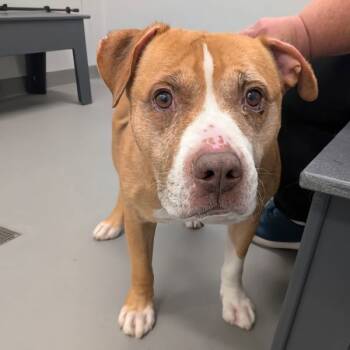 Rescue Pit Bull Terrier Dogs for Adoption in Des Moines, Iowa - Ebert | PetCurious