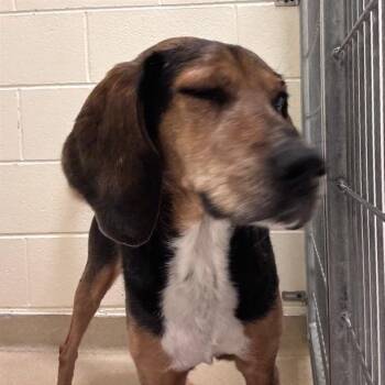 Maple -  Mixed Breed Dog for Adoption in Asheville, North Carolina - Maple | PetCurious