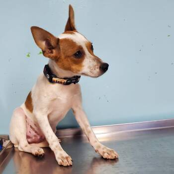 Willy -  Jack Russell Terrier Dog for Adoption in Jefferson City, Tennessee - Willy | PetCurious