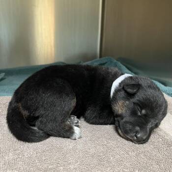 White Collar -  Cattle Dog and German Shepherd Dog Dog for Adoption in Pasadena, California - White Collar | PetCurious