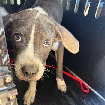 Walt -  Pit Bull Terrier and Mixed Breed Dog for Adoption in Montgomery, Alabama - Walt | PetCurious