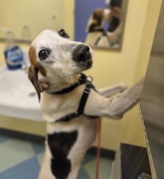 Ajax -  Hound and Mixed Breed Dog for Adoption in Richmond, Virginia - Ajax | PetCurious