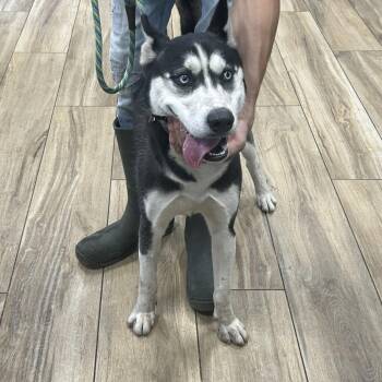 Rescue Siberian Husky Dogs for Adoption in Newark, New Jersey - Sam | PetCurious