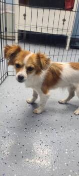 Terrier Dogs Available for Adoption in Grafton, Wisconsin - SPONSOR OR FOSTER ME - Shirley | PetCurious