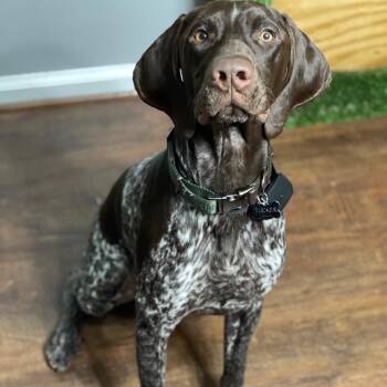 Tucker (OS) -  German Shorthaired Pointer Dog for Adoption in Columbia, Maryland - Tucker (OS) | PetCurious