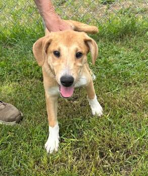 Elsa -  Collie and Hound Dog for Adoption in South Bend, Indiana - Elsa | PetCurious