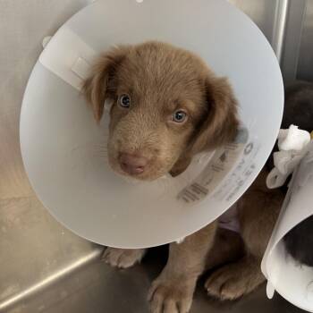 Abba -  Mixed Breed Dog for Adoption in Leander, Texas - Abba | PetCurious