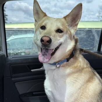 Molly -  Shepherd and Husky Dog for Adoption in Avon, Ohio - Molly | PetCurious