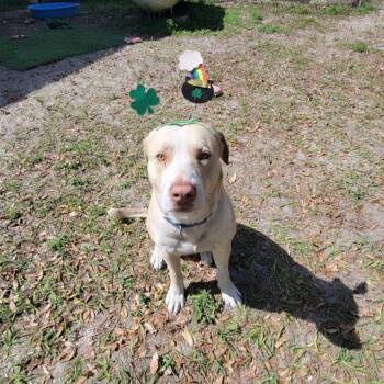 Mixed Breed Dogs Available for Adoption in Lake Panasoffkee, Florida - Moose | PetCurious