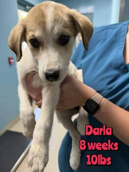 Mixed Breed Dogs Available for Adoption in Holbrook, New York - DARLA | PetCurious