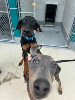GREEN -  Doberman Pinscher and Mixed Breed Dog for Adoption in Leesburg, Virginia - GREEN | PetCurious