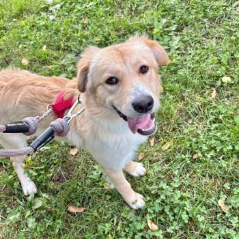 Eliza -  Mixed Breed Dog for Adoption in Westhampton, New York - Eliza | PetCurious