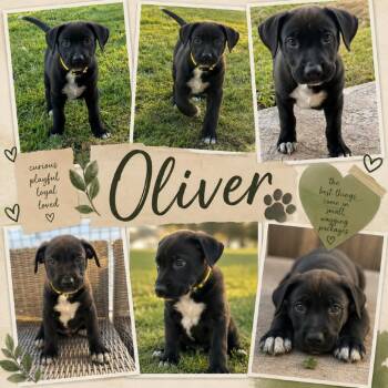 Oliver -  Border Collie and Black Labrador Retriever Dog for Adoption in Sacramento, California - Oliver | PetCurious